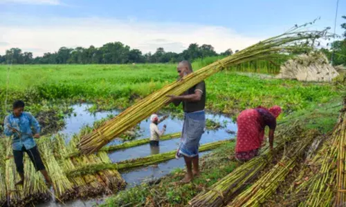 Union Cabinet approves Rs 275 hike in MSP of jute for 2026-27 Union Cabinet approves Rs 275 hike in MSP of jute for 2026-27