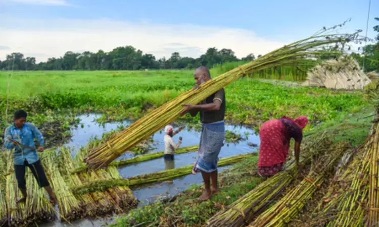 Union Cabinet approves Rs 275 hike in MSP of jute for 2026-27