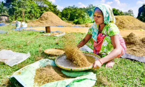 India’s basmati rice exports likely to remain steady despite Middle East conflict
