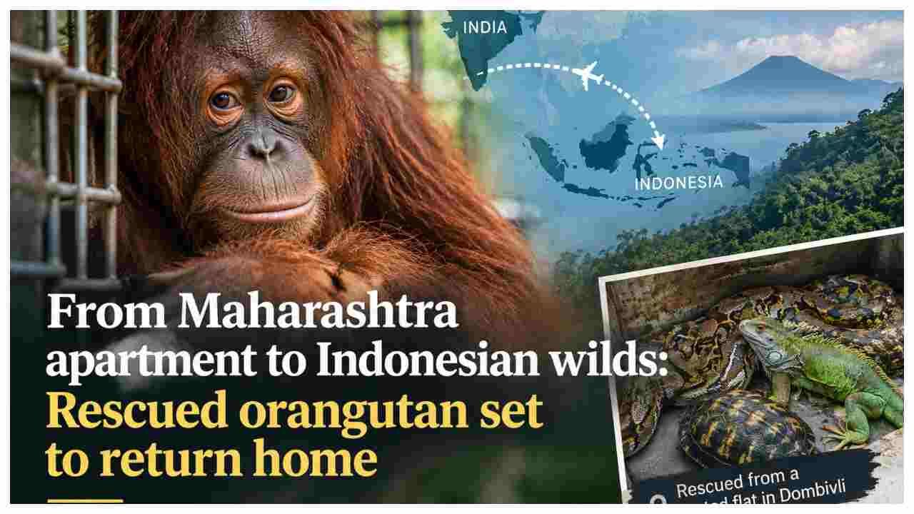 Orangutan Rescued From Maharashtra Flat Set to Return to Indonesia