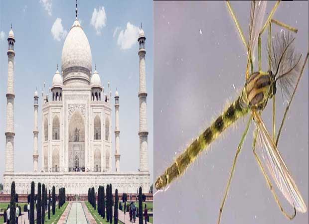 Midges make Taj Mahal look shabby, leaving greasy-green spots