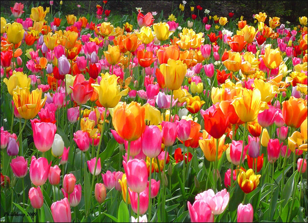 Exclusive !! When tulips bloom- Article by Anand