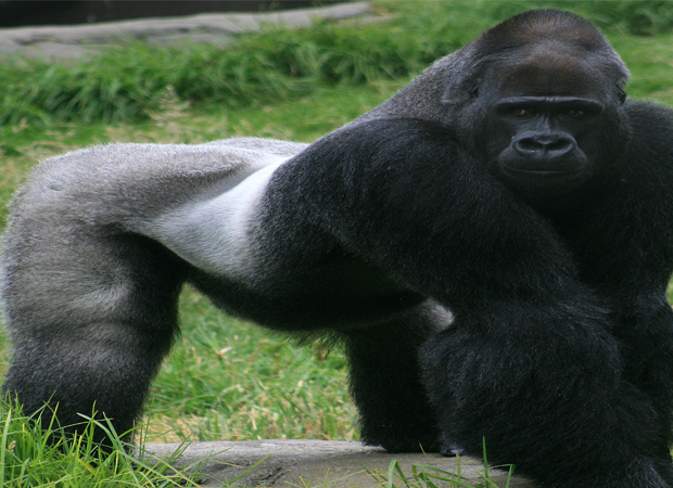 Adult Gorilla shot dead to save life of a four year old child