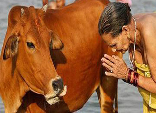 Mumbai High Court allows Beef import from other states