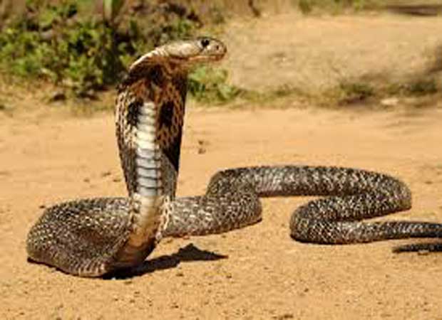 Three feet long cobra rescued by Wildlife SOS in Agra
