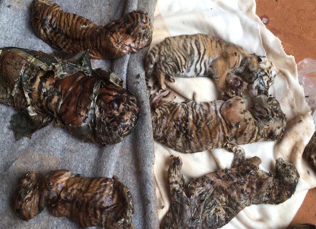 Freezed tiger cubs recovered from a temple in Thailand