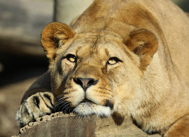 Etawah Lion Safari: Lioness Greeshma suffers paralysis attack