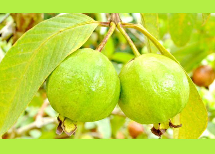 Sweet is the guava, sweeter are its health benefits