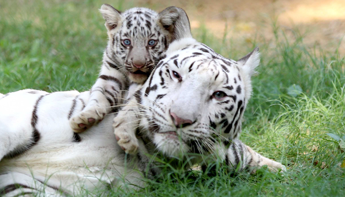 PHOTOS: Playful Tiger Cubs at Lucknow Zoo will leave you saying aww