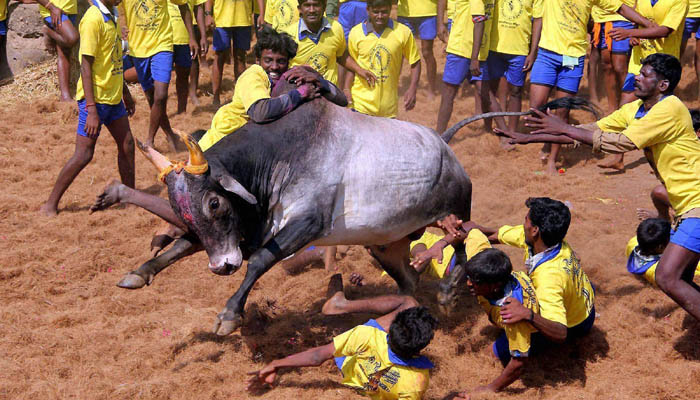The cruel sport of ferocious bulls Jallikattu continues to attract thousands