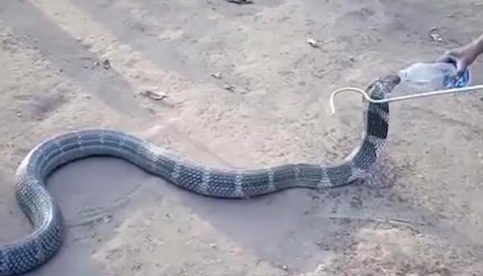 VIDEO: Thirsty King Cobra drinks water from a bottle in Karnataka