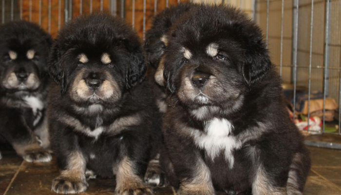 Unbelievable! This dog breed costs a whopping Rs 30 crore