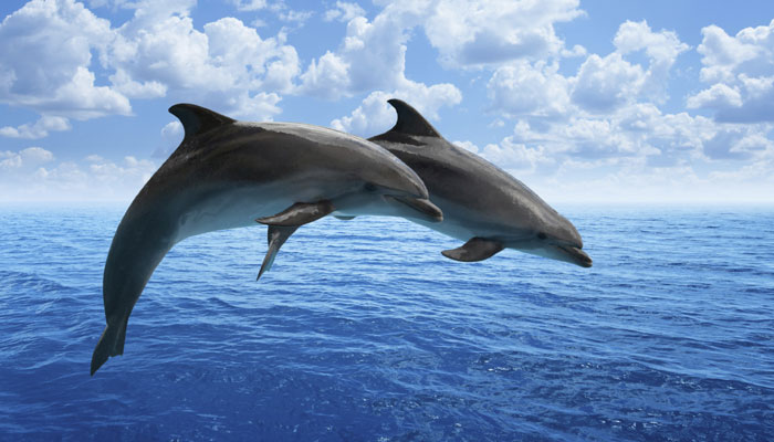 Amazing! Now, dolphins can play games on Smartphones