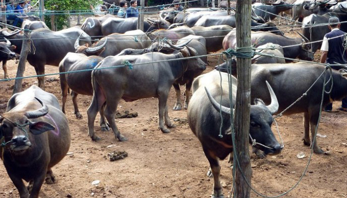 Madras HC stays ban on sale of cattle; Centre hints to reconsider order
