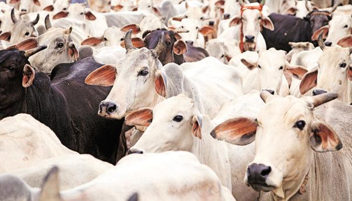 UP Cow Slaughter Act being misused against Innocent, says Allahabad HC
