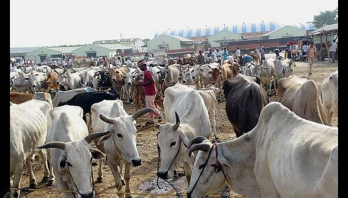 Make cow national animal, says Rajasthan HC