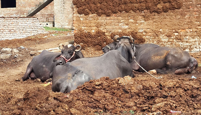 Maharashtra: Girl force-fed buffalo dung to exorcise evil spirit