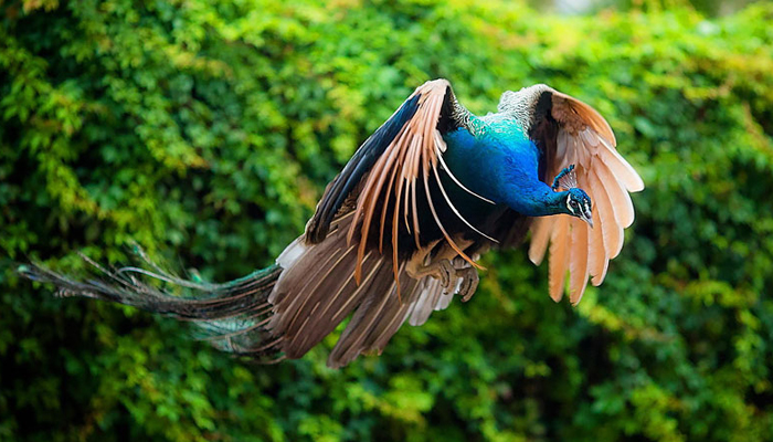Peacocks don’t have sex, claims Rajasthan Judge; Twitter goes crazy