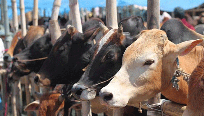Modi government may give a re-look to new cattle trade rules