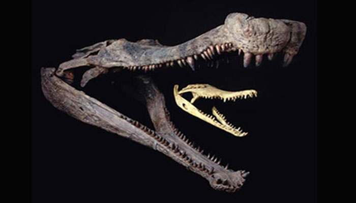 Complete crocodile fossil and bones of dinosaurs unearthed in China