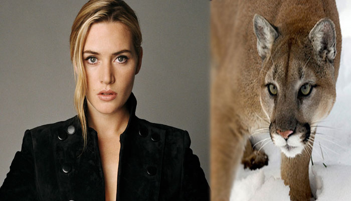Kate Winslet stopped from filming with a mountain lion