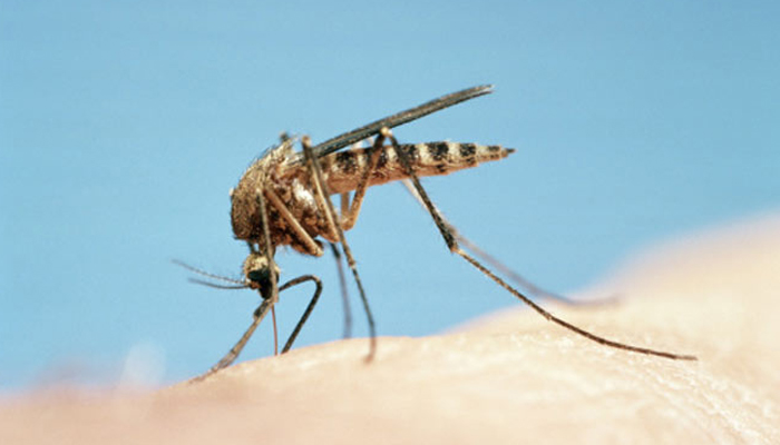 46 people found positive for dengue in Jammu region