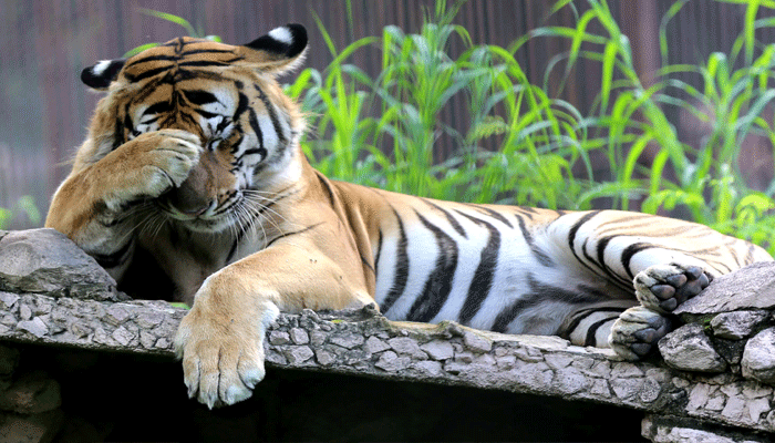 Hey! Its my day.... Blush Blush... says the innocent Tiger!