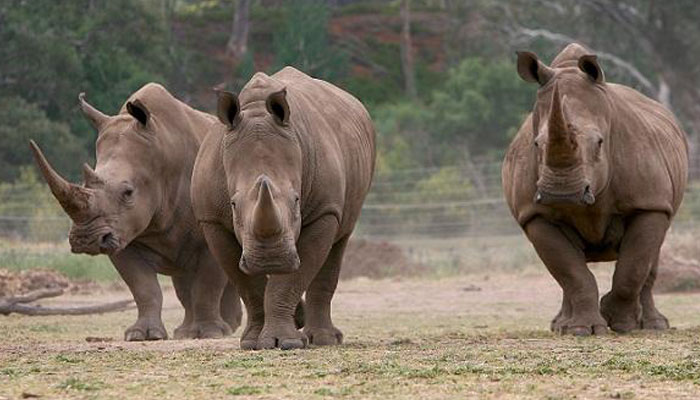 25 one-horned rhinos die in Nepals largest rhino habitat