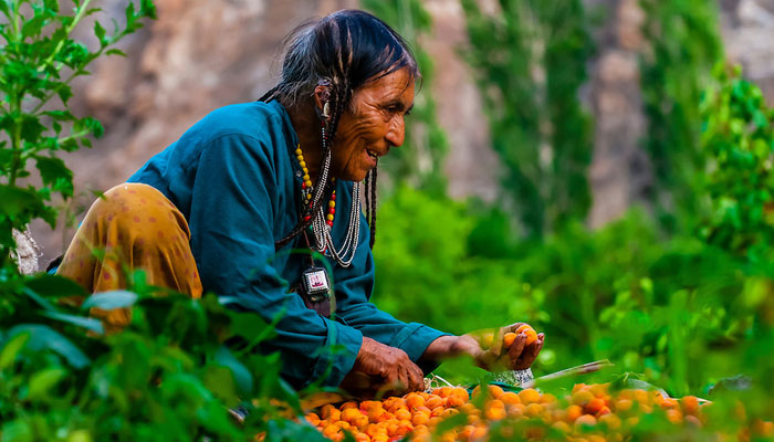 Climate change effect: Ladakhi tribe no longer vegan