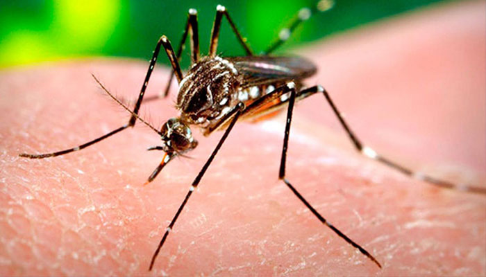 Common mosquito can carry Zika virus, says scientists