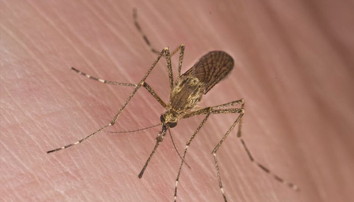 Here is the reason why female mosquitoes bite you!