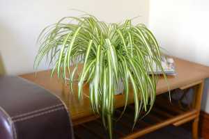 Spider Plants