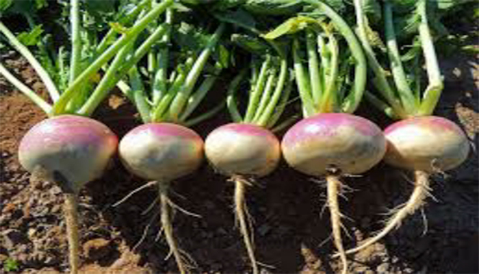 Turnip will remove your mucus, know other benefits