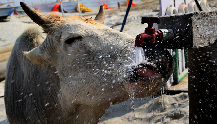 PHOTOS: Animals Beating the Summer Heat