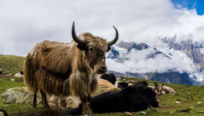 Nearly 300 yaks died due to starvation in North Sikkim