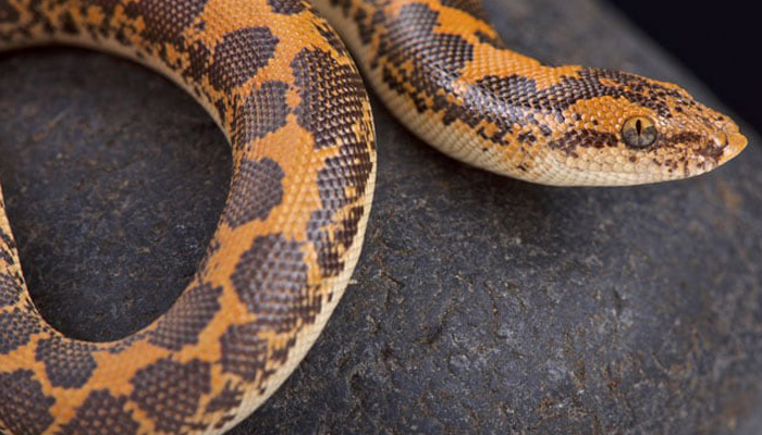 Maharashtra: Sand boa snakes worth Rs 1.2 crore seized, 2 held