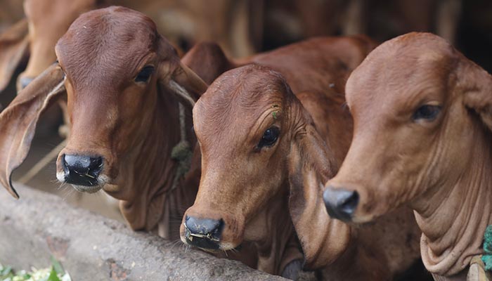 Ayodhya man rapes 7 cows in a cattle shelter, Act caught on camera