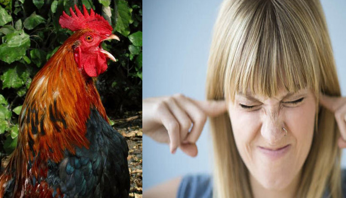 Women files complaint against a rooster in Maharashtra! Know why