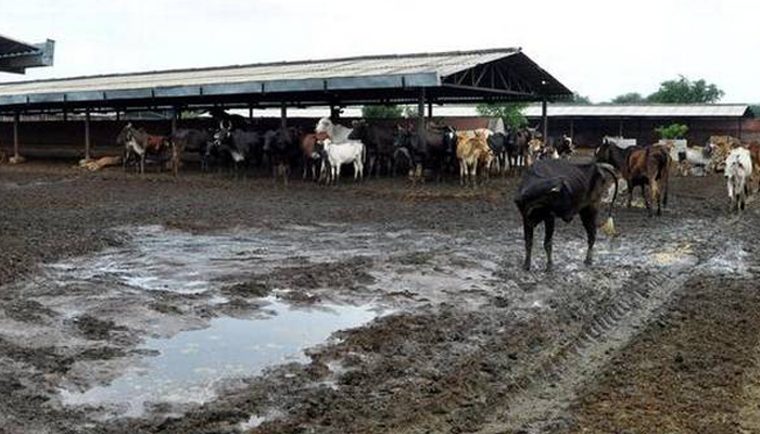 Cows in shelters in India suffer from chronic stress: Study