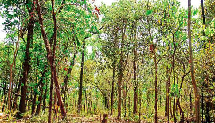 Chandigarh government plans urban forest around capital Raipur