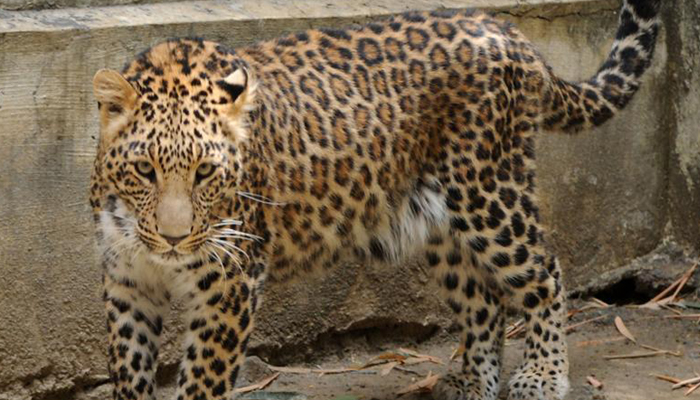 Four injured in leopard attack in Uttar Pradeshs Bahraich