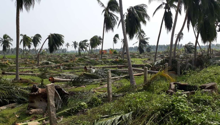 Odisha prepares massive plantation drive to combat Cyclones like Fani