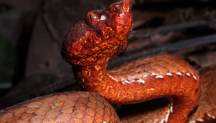 New species of pit viper (snake) found in Arunachal Pradesh