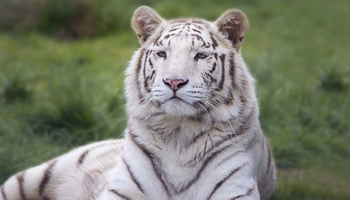 Mumbais last captive white tiger Bajirao dies at 18 in SGNP