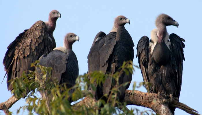 Tripura forest dept takes measures in order to protect vultures
