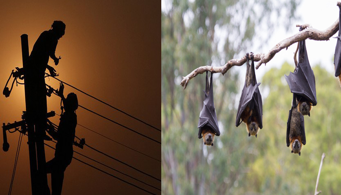 As Madhya Pradesh reels under power cuts, officials blame bats for woes