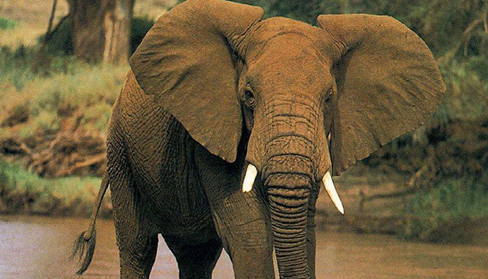 Elephant attacks sleeping family; girl killed, other family members injured