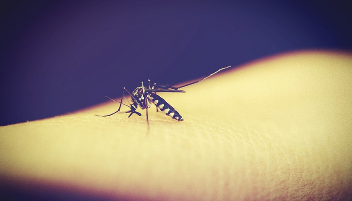 Nearly 250 malaria cases in Delhi; 93 in September