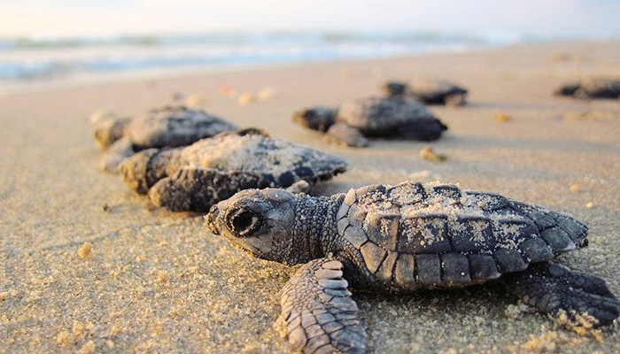 Goa govt to promote turtle nesting sites on states beaches