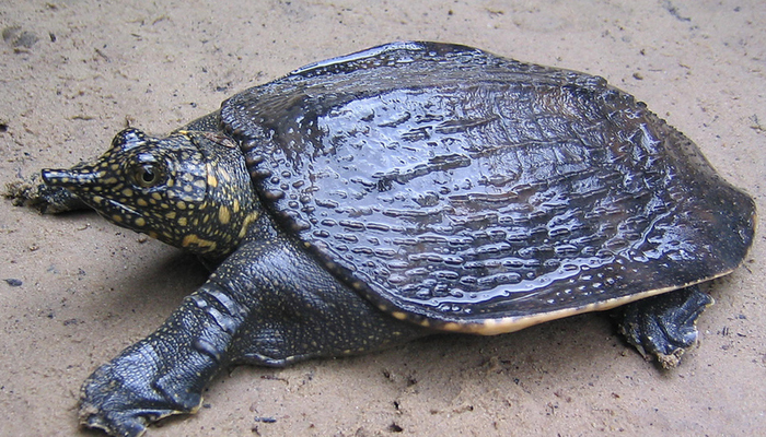  A centuries-old temple in Assam Helps bring back extinct Turtle species